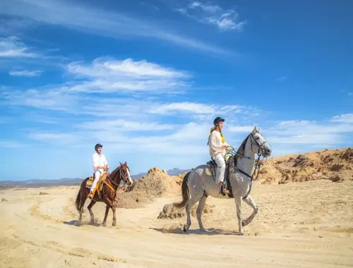 caballos_500x400.webp